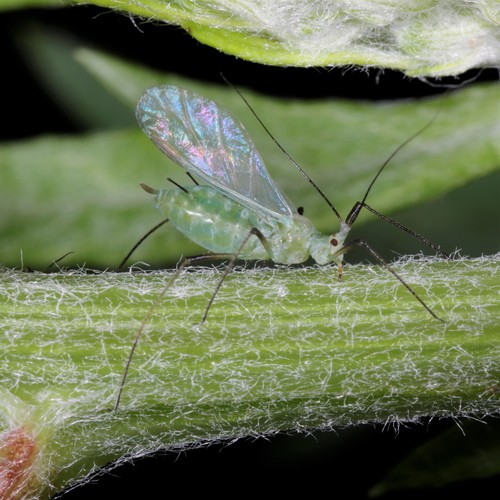 Macrosiphoniella oblonga