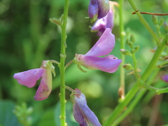 Desmodium cuspidatum