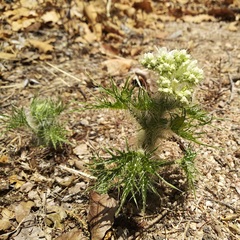 Cnidoscolus angustidens