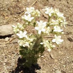 Cnidoscolus angustidens