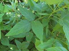Desmodium cuspidatum
