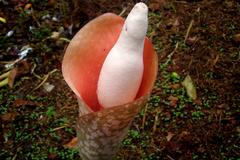 Amorphophallus bulbifer