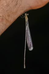 Mecistogaster modesta