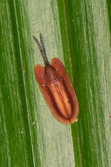 Delocrania panamensis