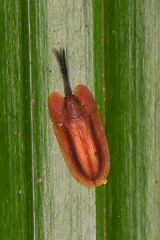 Delocrania panamensis