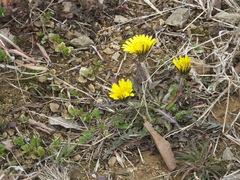 Taraxacum mongolicum