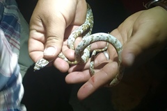 Trimorphodon lyrophanes