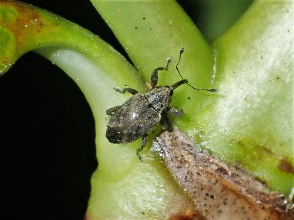 Praolepra squamosa