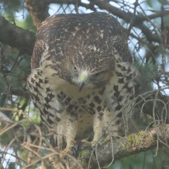 Buteo jamaicensis
