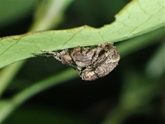 Chalepistes compressus