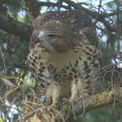 Buteo jamaicensis