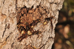Mischocyttarus navajo
