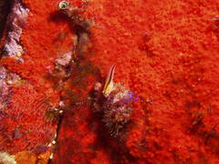 Parablennius laticlavius