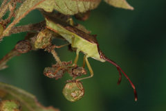 Plinachtus imitator