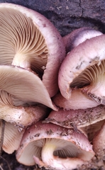 Gymnopilus fulvosquamulosus