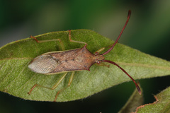Plinachtus imitator