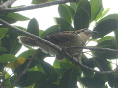 Eudynamys orientalis cyanocephalus