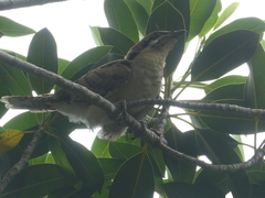Eudynamys orientalis cyanocephalus