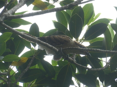 Eudynamys orientalis cyanocephalus