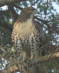 Buteo jamaicensis