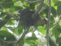 Eudynamys orientalis cyanocephalus