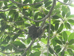 Eudynamys orientalis cyanocephalus