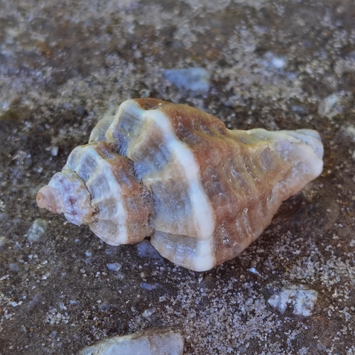 European Sting Winkle (Intertidal species of NE Atlantic) · iNaturalist