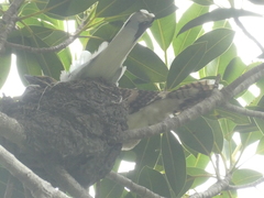 Eudynamys orientalis cyanocephalus