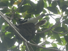 Eudynamys orientalis cyanocephalus