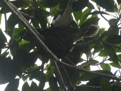 Eudynamys orientalis cyanocephalus