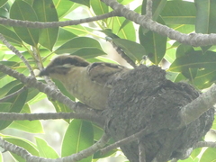 Eudynamys orientalis cyanocephalus