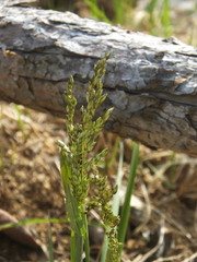 Anthoxanthum glabrum