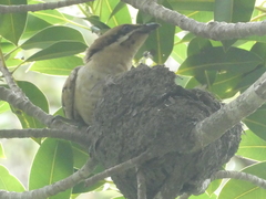 Eudynamys orientalis cyanocephalus