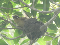 Eudynamys orientalis cyanocephalus