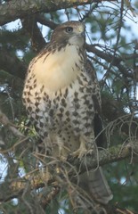 Buteo jamaicensis