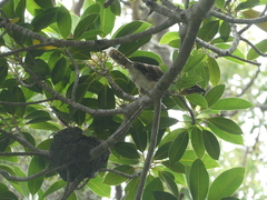 Eudynamys orientalis cyanocephalus