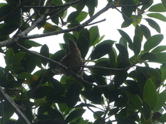 Eudynamys orientalis cyanocephalus