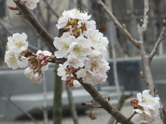 Prunus pseudocerasus