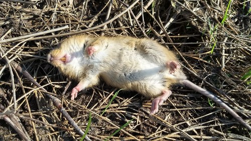 Chaco Marsh Rat