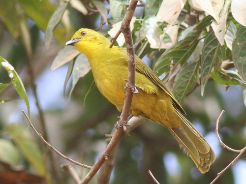 Joyful Greenbul (Chlorocichla laetissima)