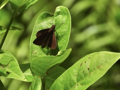 Ancistroides nigrita