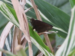 Ancistroides nigrita