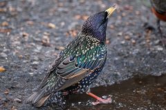 Sturnus vulgaris