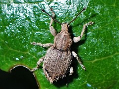 Chalepistes compressus