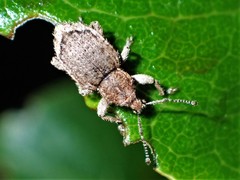 Chalepistes compressus