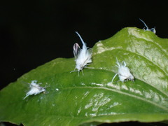 Neoprociphilus aceris