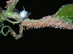 Neoprociphilus aceris