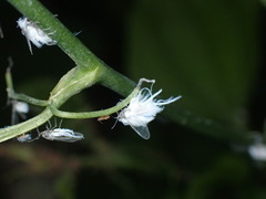 Neoprociphilus aceris