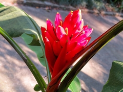 Musa coccinea