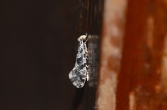 Nemapogon granella